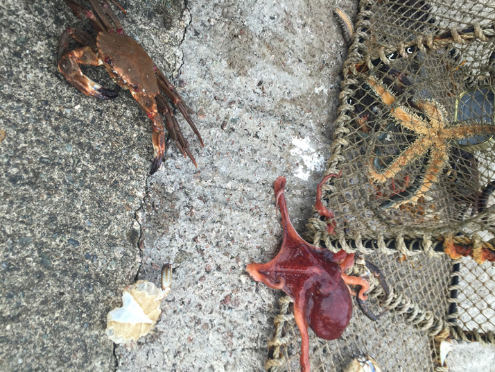 seafood-plattersmall
